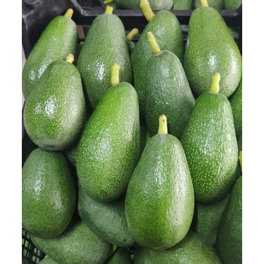 Anamur Meyvecim Anamur Meyvecim Taze Avokado 1 kg Dalından Koparılmış Sağlıklı Meyve Türkiye — 2. ürün görseli
