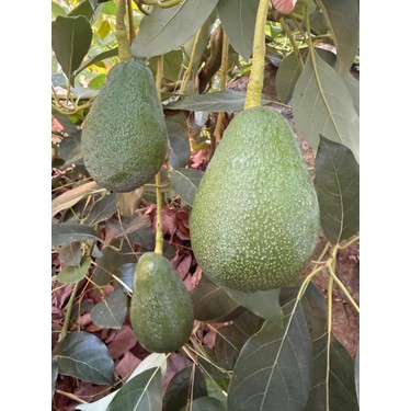 Anamur Meyvecim Anamur Meyvecim Taze Avokado 1 kg Dalından Koparılmış Sağlıklı Meyve Türkiye — 3. ürün görseli