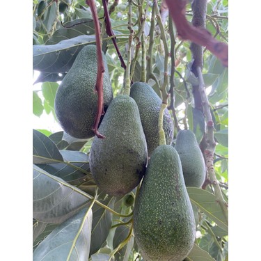 Anamur Meyvecim Anamur Meyvecim Taze Avokado 1 kg Dalından Koparılmış Sağlıklı Meyve Türkiye — 4. ürün görseli