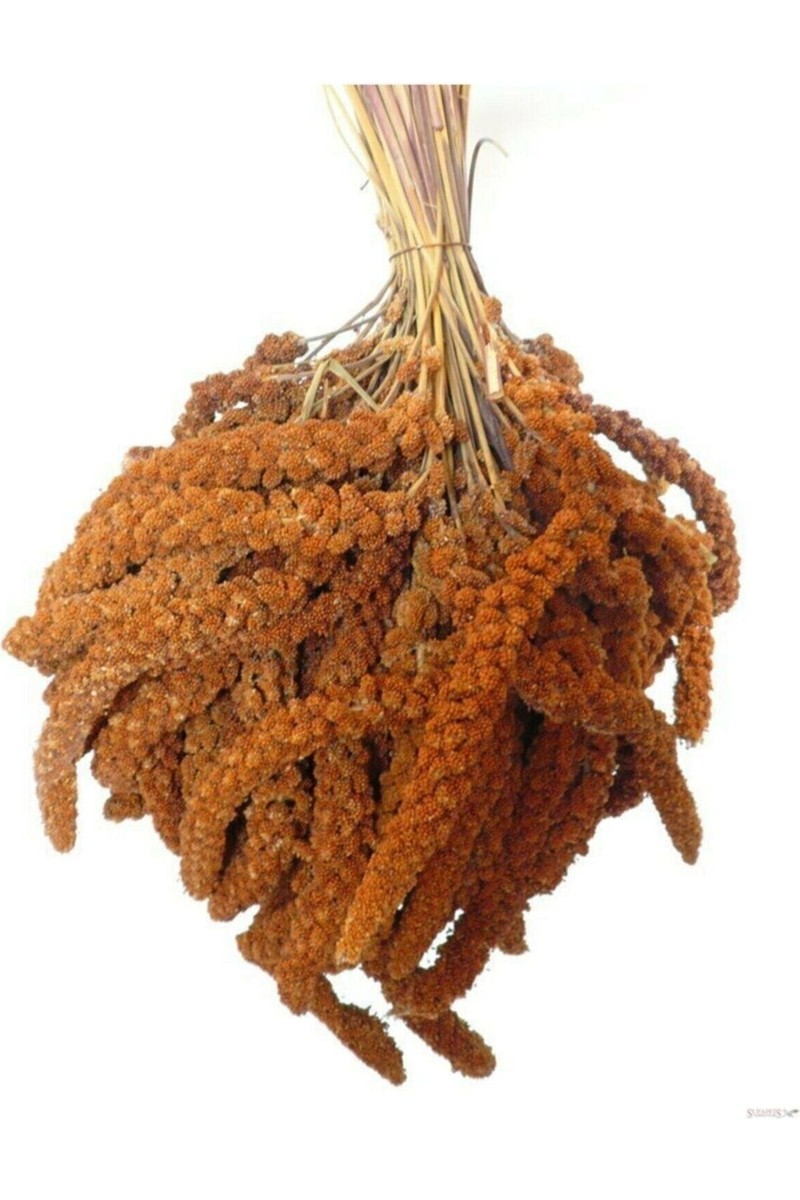 Doğal Doğal Kızıl Dal Darı 500 gr Organik Kuş Yemi Protein Deposu Türkiye — 4. ürün görseli
