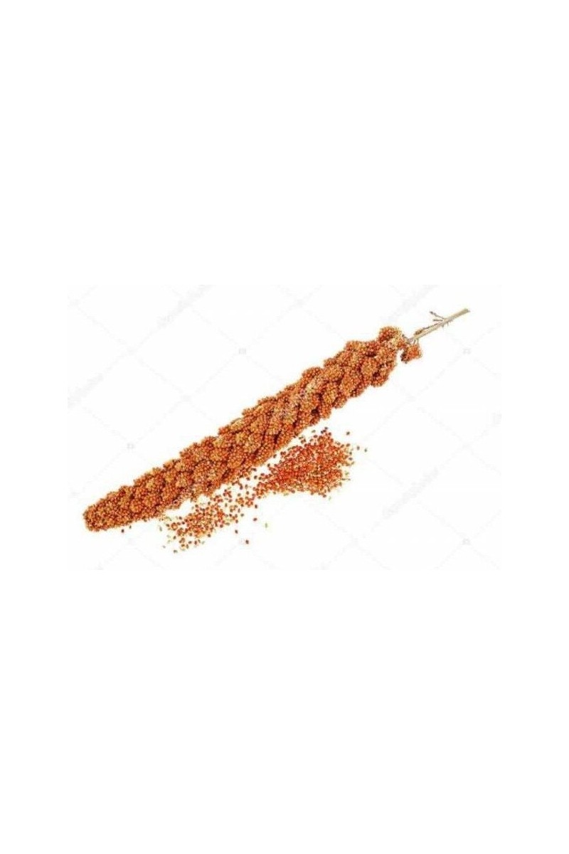 Doğal Doğal Kızıl Dal Darı 500 gr Organik Kuş Yemi Protein Deposu Türkiye — 5. ürün görseli