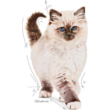 Royal Canin Royal Canin Kitten - Yavru Kedi Maması 4 — 3. ürün görseli