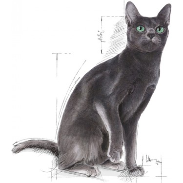 Royal Canin Royal Canin Sterilised 37 - Kısırlaştırılmış Kedi Maması 2 — 3. ürün görseli
